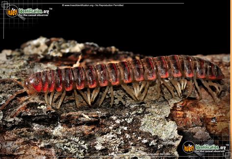 Eurymerodesmus! This Creature With Its Many Legs Will Definitely Leave You in Awe - Even Though It Might Be Hiding Underneath Your Feet