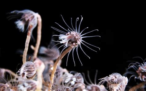  Fractodes! A Colonial Hydrozoan That Embraces the Unexpected