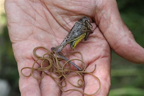  Gigantobilharzia! Parasite That Can Turn Fish into Zombies