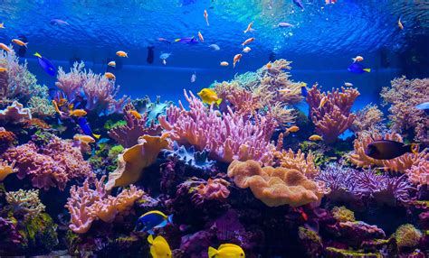  Queensland Carpet Coral:  Upean värimaailman omaava selkärangaton eläin, joka kukoistaa koralliriuttojen syvissä vesissä!