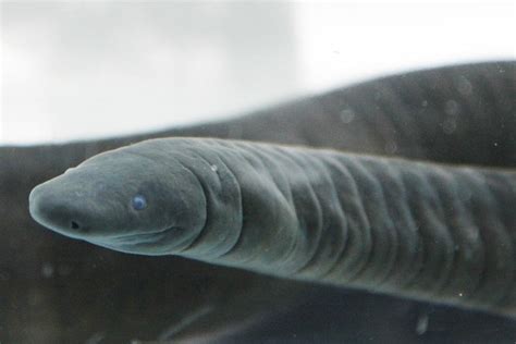  Caecilian: An Underground Dweller Hiding Unexpected Treasures!