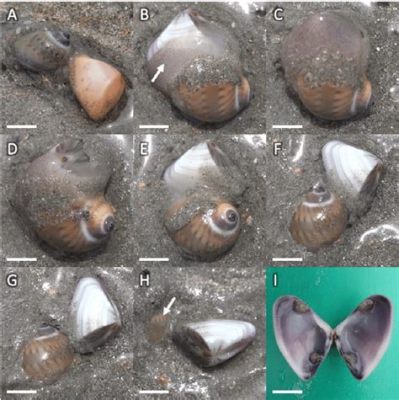  Donax! An Enigmatic Bivalve Masterfully Disguising Itself as Sand While Filtering Tiny Treats From the Ocean