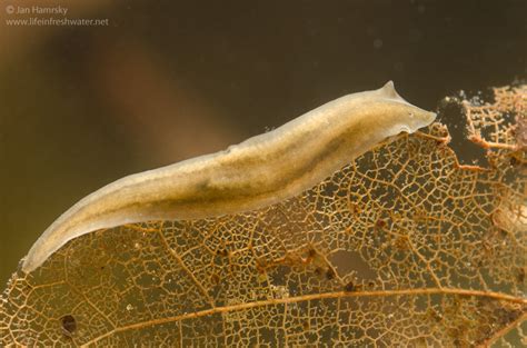  Marisa! A Tiny Freshwater Flatworm With a Voracious Appetite for Decaying Organic Matter