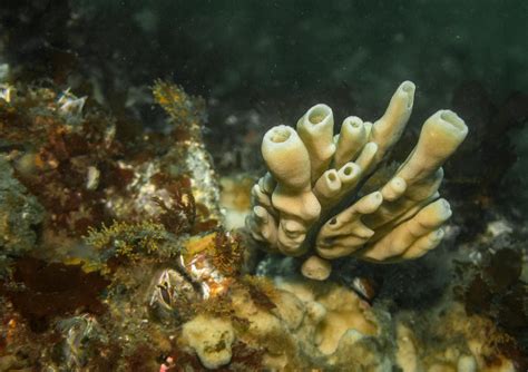  Neoesperiopsis! A Sponge With More Spunk Than You Might Think