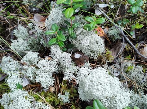  Viherkääriäinen! Luontoon Liitetyn Siipiväylän Seuraaminen Onnestuneella Lennoliidolla