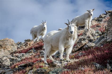  Yaks! Kipeät vuoristolaiset karit ovat ihmeellisiä eläimiä, jotka kykenevät elämään äärimmäisissä olosuhteissa