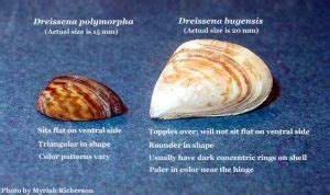  Zebra mussel – an invasive bivalve with remarkable filtering abilities and intriguing ecological interactions!